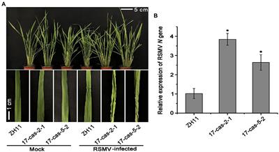 Transcriptome analysis of auxin transcription factor OsARF17-mediated rice stripe mosaic virus response in rice